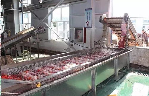 萬通蒙根花食品加工廠進行脫水蔬菜生產(chǎn) 番茄